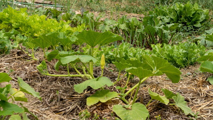 Zucchini plants, lettuce and beets, in the vegetable garden, early June