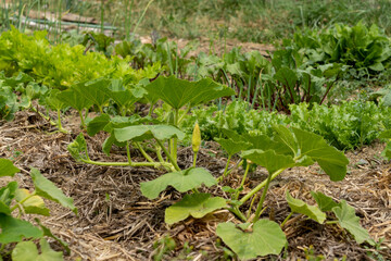 Zucchini plants, lettuce and beets, in the vegetable garden, early June