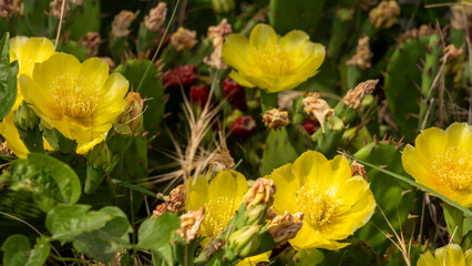 Remarkable green cactus with yellow flowers, called prickly pear, in full bloom in June.