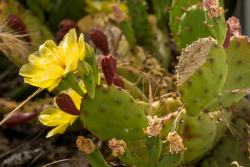 Remarkable green cactus with yellow flowers, called prickly pear, in full bloom in June.