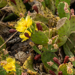 Remarkable green cactus with yellow flowers, called prickly pear, in full bloom in June.