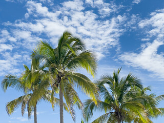 Fototapeta na wymiar coconut tree crown against blue sky in a sunny day panama