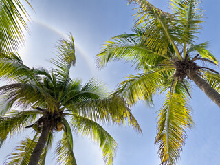 Obraz premium leaves of the crown of a coconut tree seen from below against blue sky
