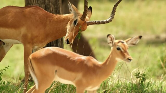 A male Impala antelope watches the calmness of his lamb as the toot grazes sweetly and calmly in the fields of the wild savannah of Africa