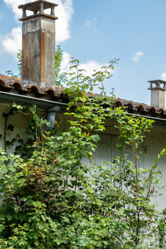 Close-up on a small house, whose plants colonize the wall, in the center, a light wooden shutter, closed
