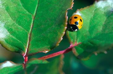 macro of red ladybird bag on the green leaf. Vivid red and green colours. Gardening, springtime, macro, selective focus, soft focus