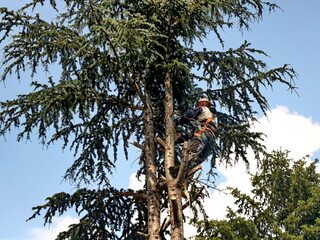 Lumberjack hangs on a safety belt on a larch tree and cuts branches with a chainsaw