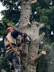 Tree surgeon has a protective belt and uses a chainsaw to cut a tree trunk