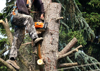 Lumberjack hangs on a safety belt on a larch tree and uses a chainsaw to cut a tree trunk