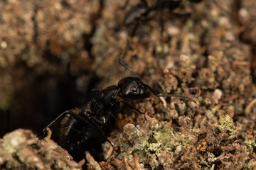 Ant close detail