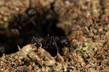 Ant close detail