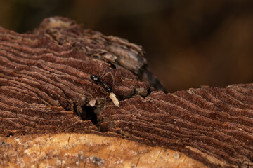 Ant close detail