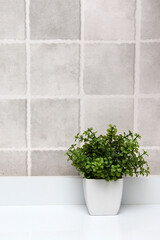 White pots with green plants on a white background with gray squares as a minimalist desktop or kitchen background