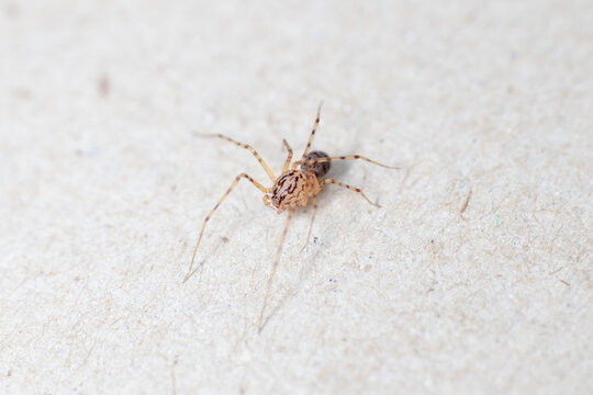 Closeup picture of the spitting spider Scytodes thoracica (Araneae: Scytodidae), a common and cosmopolitan house spider photographed on white background.