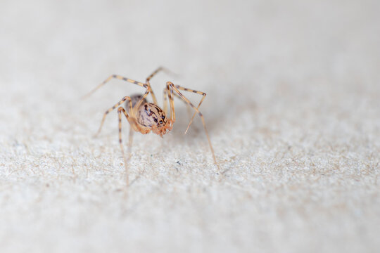 Closeup picture of the spitting spider Scytodes thoracica (Araneae: Scytodidae), a common and cosmopolitan house spider photographed on white background.