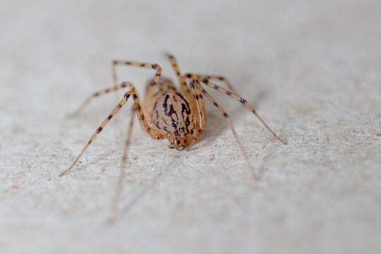Closeup picture of the spitting spider Scytodes thoracica (Araneae: Scytodidae), a common and cosmopolitan house spider photographed on white background.
