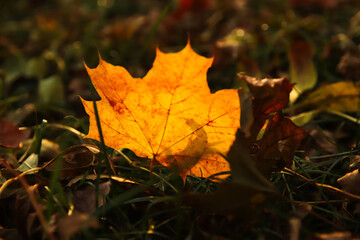 Yellow maple leaf on nature green park background. Colorful maple leaves on dry grass. Autumn mood. October, september, november