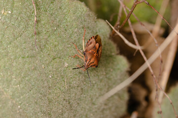 Heteroptera bug close detail image
