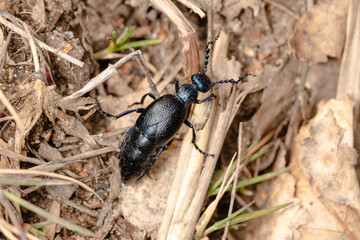 The blister beetle closeup