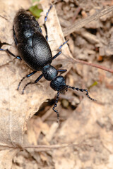 The blister beetle closeup