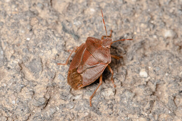 Heteroptera bug close detail image