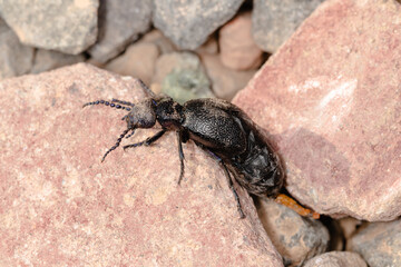 The blister beetle closeup