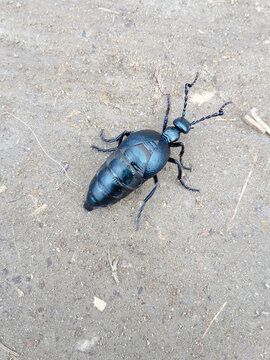 The blister beetle closeup