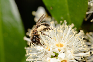 Common wild bee