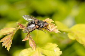 The houseflz sitting on plant