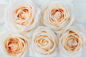 Cream roses close up. Floral wallpaper. Wedding background. Selective focus
