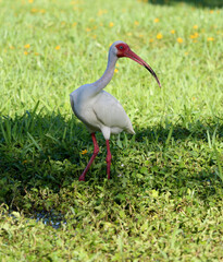 A white ibis in the grass.
