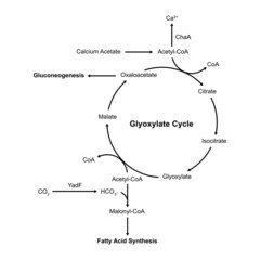 Simple Designing of Glyoxylate Cycle. Vector Illustration.