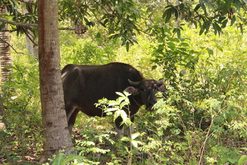 Carabao, Sogod, Cebu, Philippines