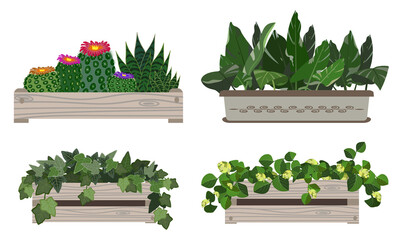 Set of house plants in boxes. Vector illustration.