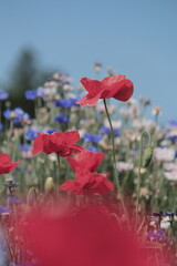 トピーの花がとても綺麗。農家の方が個人的に植えられているそうです。