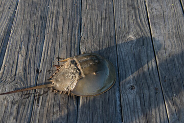 Horseshoe crab on a pier