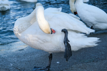 white swan on the water