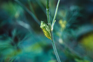 Papilio zelicaon pupa on dill plant stem in the garden