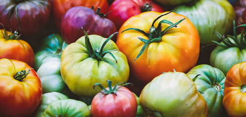 Organic tomatoes, homegrown vegetables, summer food background, homesteading and healthy eating