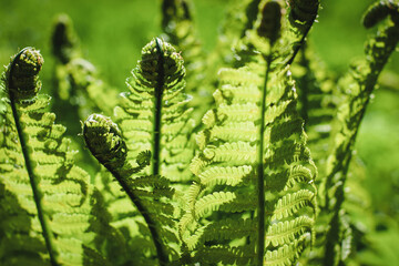 Green fern leaves in the sun, Ostrich fern leaves, Matteuccia struthiopteris plant closeup