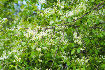 White Prunus padus flowers on branches with green leaves in spring. Bird cherry, spring foliage, blue sky