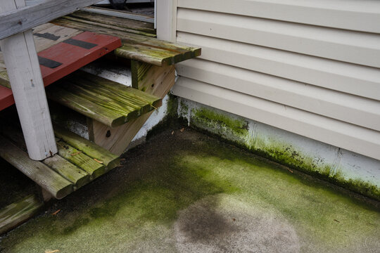 patio and steps are covered with green algae and dirt