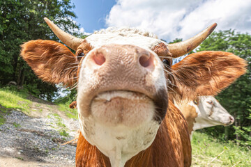 Portrait of a funny german simmental breed cow on a pasture in summer outdoors, bos taurus