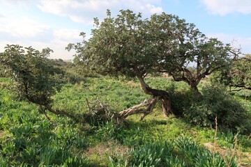 Nature in Israel