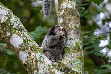 Monkeys on a tree. Several monkeys are watching from the tree. Little monkey marmoset. The smallest primates. Humanoid apes. Funny, fluffy, cute monkeys