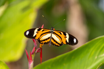 Colorfully butterfly on a flower