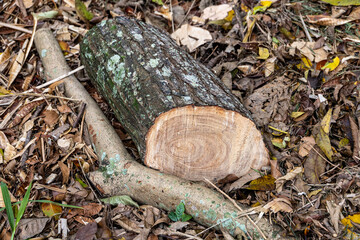 A log, a sawn off piece of a branch with annual rings lies on the ground on leaves in a tropical park in Brazil - obrazy, fototapety, plakaty