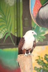 Eagle, Davao Crocodile Park, Philippines