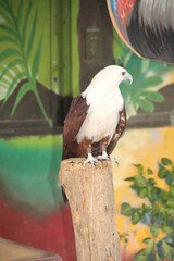 Eagle, Davao Crocodile Park, Philippines
