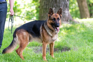 A beautiful German Shepherd stands on the grass with his tongue hanging out